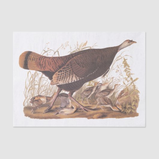 Audubon Turkey Hen and Chicken in herfst Tissuepapier (Voorkant)