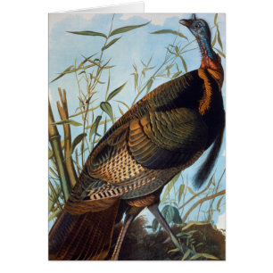 Audubon : Turquie sauvage