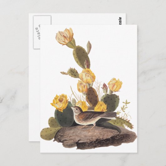 Audubon Vesper Sparrow en Prickly Pear Cactus Briefkaart (Voorkant / Achterkant)