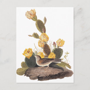 Audubon Vesper Sparrow en Prickly Pear Cactus Briefkaart