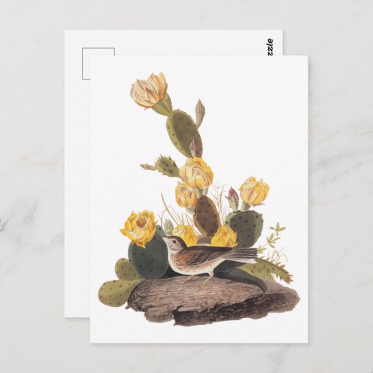 Audubon Vesper Sparrow en Prickly Pear Cactus Briefkaart (Voorkant / Achterkant)