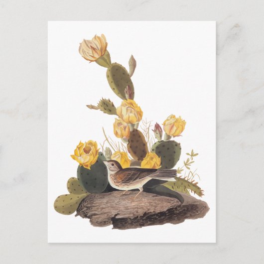 Audubon Vesper Sparrow en Prickly Pear Cactus Briefkaart (Voorkant)