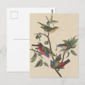 Audubon Vibrant Geschilderd Bunting Wildlife Paint Briefkaart (Voorkant / Achterkant)
