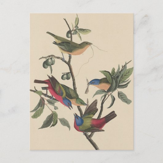 Audubon Vibrant Geschilderd Bunting Wildlife Paint Briefkaart (Voorkant)