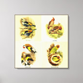 Audubon Vogelgalerij Muurkunst Set van 4 Canvas Afdruk (Voorkant)