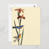 Audubon: Warbler Briefkaart (Voorkant / Achterkant)