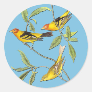 Audubon Westerne Tanager Bird Art Stickers