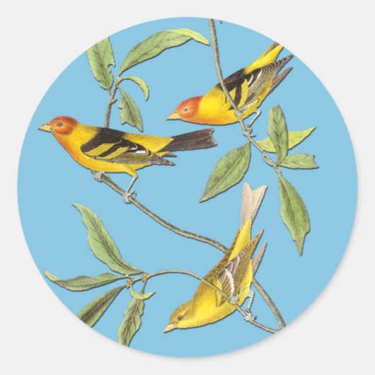 Audubon Westerne Tanager Bird Art Stickers (Voorkant)