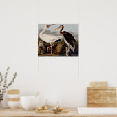 Audubon White Ibis Poster (Keuken)