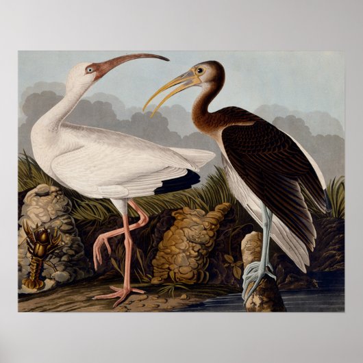 Audubon White Ibis Poster (Voorkant)