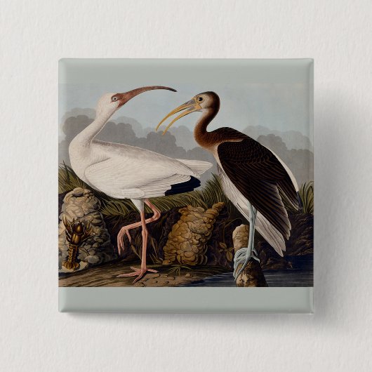 Audubon White Ibis Vierkante Button 5,1 Cm (Voorkant)
