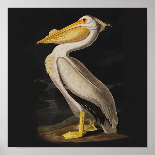 Audubon White Pelican Bird Print (Voorkant)