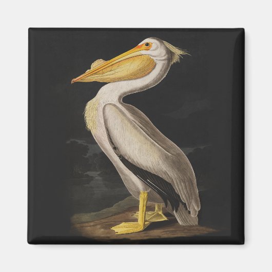 Audubon White Pelican Print Magneet (Voorkant)