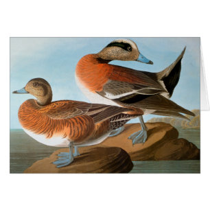 Audubon : Wigeon