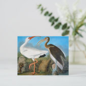 Audubon: witte ibis briefkaart (Staand voorkant)