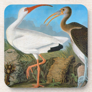 Audubon: Witte Ibis Drankjes Onderzetter