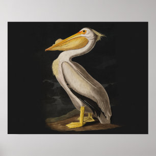 Audubon Witte Pelikaan Vogel Vintage Print