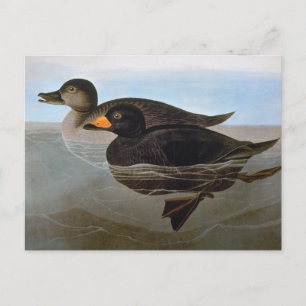 Audubon: Zwarte Zeeëend Briefkaart