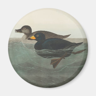 Audubon Zwarte Zwartkop Print: Vintage Kust Eend Magneet