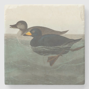 Audubon Zwarte Zwartkop Print: Vintage Kust Eend Stenen Onderzetter