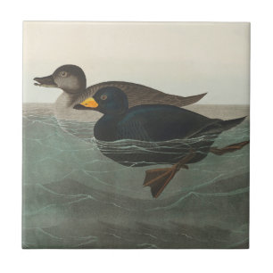 Audubon Zwarte Zwartkop Print: Vintage Kust Eend Tegeltje