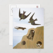 Audubon: Zweden Briefkaart (Voorkant / Achterkant)