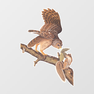 Audubon's Barred Owl and Squirrel Odd Friends Raamsticker