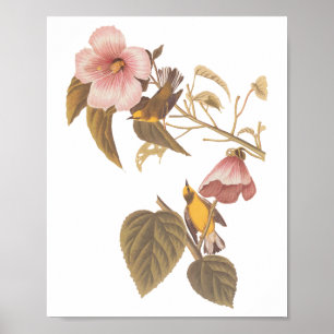 Audubon's blauw-Winged gele koningszong Poster