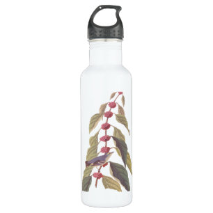 Audubon's  Blauwe Groene Warbler Zong Bird Waterfles