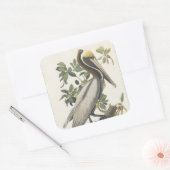 Audubon's bruine pelikaan vierkante sticker (Envelop)