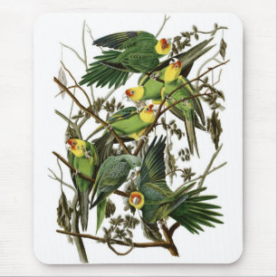 Audubon's Carolina Parakeets Muismat