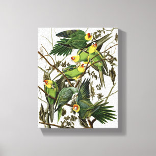 Audubon's Carolina Paraket Canvas Afdruk