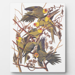 Audubon's Carolina Paraket Fotoplaat