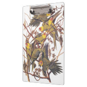 Audubon's Carolina Paraket Klembord (Links)