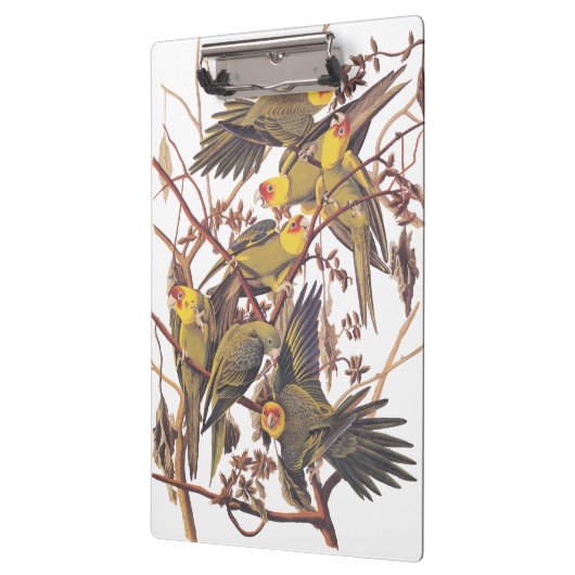 Audubon's Carolina Paraket Klembord (Links)