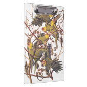 Audubon's Carolina Paraket Klembord (Rechts)