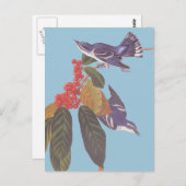 Audubon's Cerulean Warbler Bird Pair met Berries Briefkaart (Voorkant / Achterkant)
