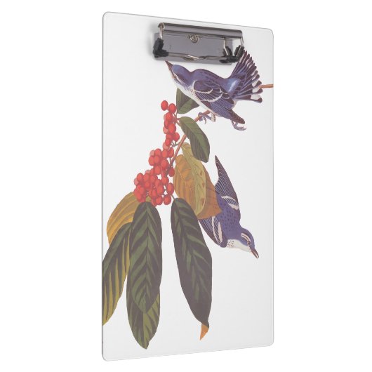 Audubon's Cerulean Warbler vogels met Beer Berries Klembord (Rechts)