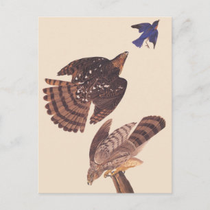 Audubon's Coopers Hawk Bird of Prey Briefkaart