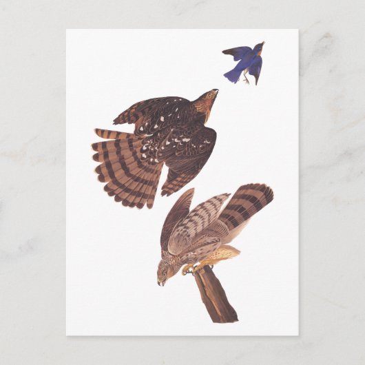 Audubon's Coopers Hawk Bird of Prey Briefkaart (Voorkant)