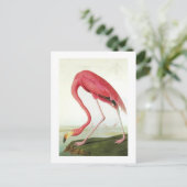 Audubon's Flamingo Briefkaart (Staand voorkant)