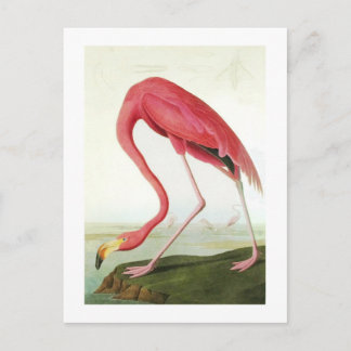 Audubon's Flamingo Briefkaart