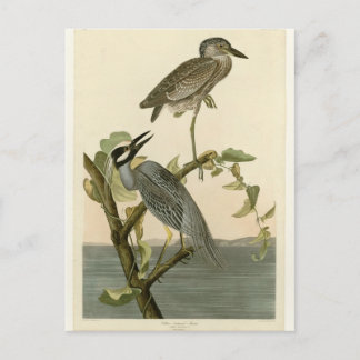 Audubon's  Gele nachtmerrie Briefkaart
