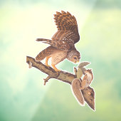 Audubons Gestreepte Uil en Eekhoorn Onwaarschijnli Raamsticker (Vel 3)