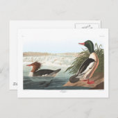 Audubon's goosander briefkaart (Voorkant / Achterkant)