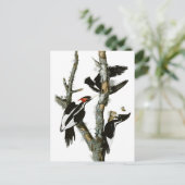 Audubon's Ivory-bult Woodpecker Briefkaart (Staand voorkant)