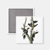 Audubon's Ivory-bult Woodpecker Magneet (Voorkant / Achterkant)