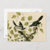 Audubon's Loggerhead Shrike Briefkaart (Voorkant / Achterkant)