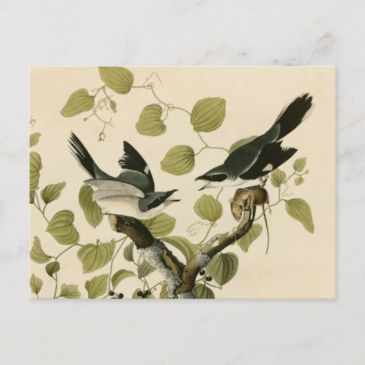 Audubon's Loggerhead Shrike Briefkaart (Voorkant)