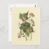 Audubon's Magnolia Warbler Briefkaart (Voorkant / Achterkant)
